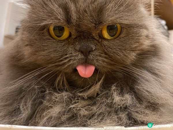 最愛伸脷嘅小貓