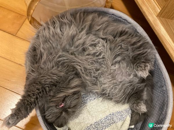 最愛伸脷嘅小貓