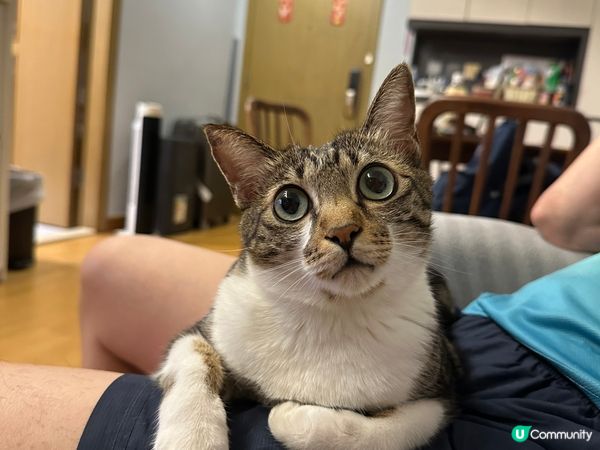 貓貓雞脾最鐘意訓喺主人度，同埋八卦下主日做緊乜