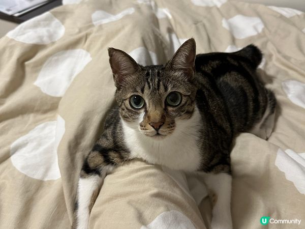 貓貓雞脾最鐘意訓喺主人度，同埋八卦下主日做緊乜