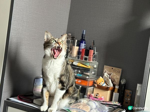 貓貓雞脾最鐘意訓喺主人度，同埋八卦下主日做緊乜