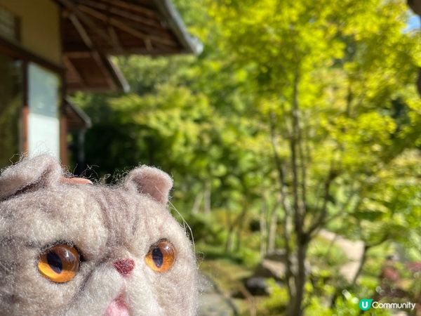 六月係日本繡球花嘅季節