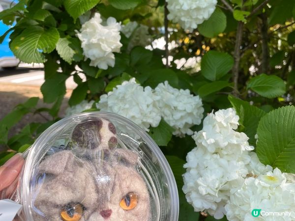 六月係日本繡球花嘅季節