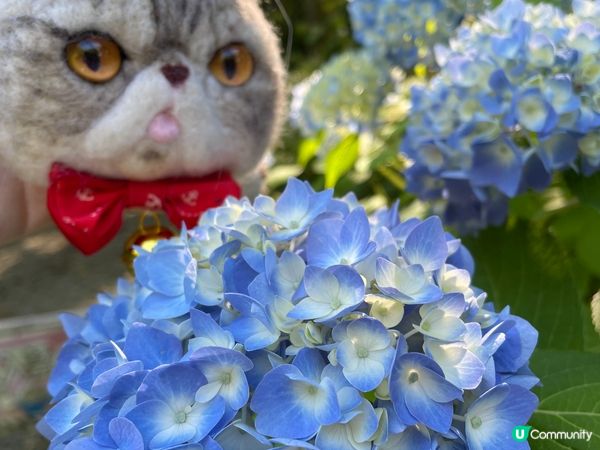 六月係日本繡球花嘅季節