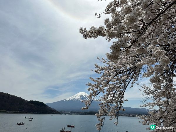 今年4月去左東京賞櫻，好幸運地見到富士山和滿開櫻花，點樣影都...