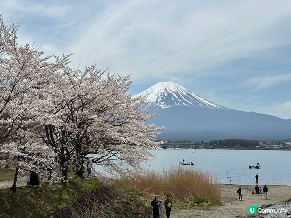 今年4月去左東京賞櫻，好幸運地見到富士山和滿開櫻花，點樣影都...