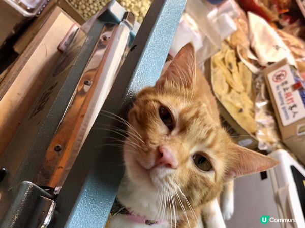 海味舖貓店長熱情推介