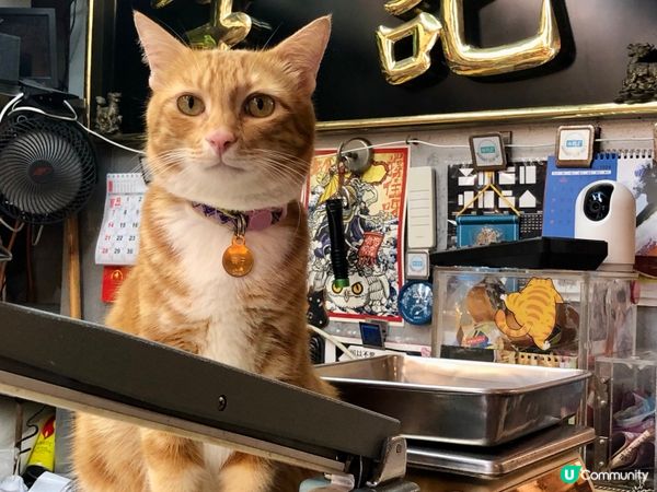 海味舖貓店長熱情推介