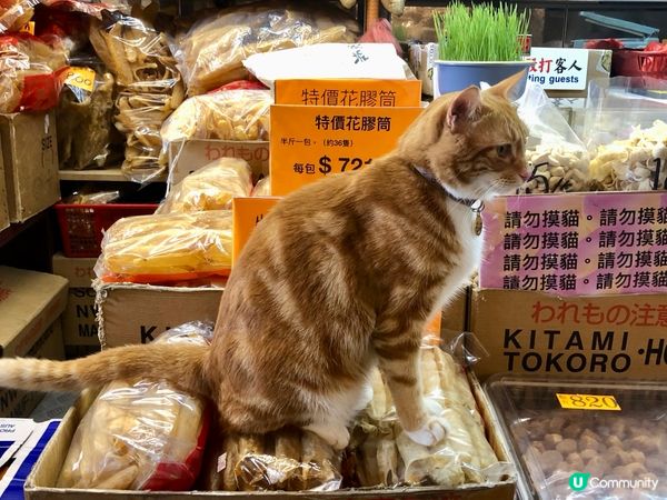 海味舖貓店長熱情推介