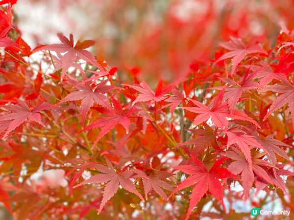 🛫《國寶級世界遺產》🎌京都宇治🍁深秋平等院🏯