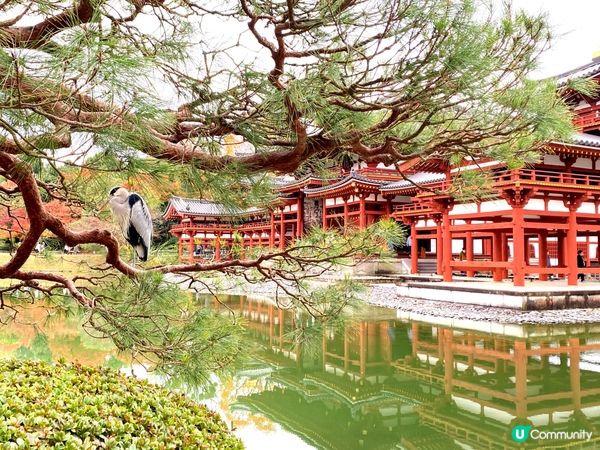 🛫《國寶級世界遺產》🎌京都宇治🍁深秋平等院🏯