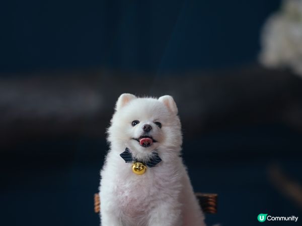 睇返舊相新年果陣 同仔仔去左 香港維港凱悅尚萃酒店 Stay...