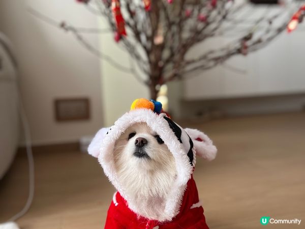 睇返舊相新年果陣 同仔仔去左 香港維港凱悅尚萃酒店 Stay...