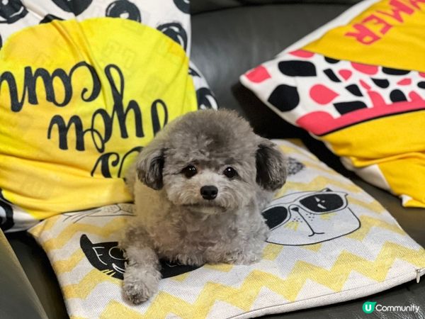 Mochi好可愛，天生就好似毛公仔咁樣，眼大大，雖然佢剪毛前...