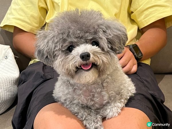 Mochi好可愛，天生就好似毛公仔咁樣，眼大大，雖然佢剪毛前...