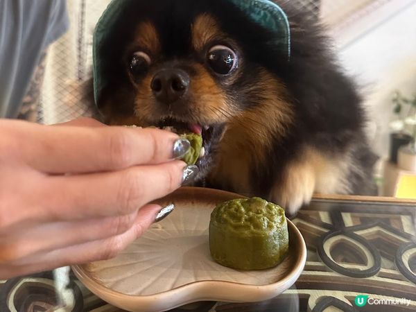 此毛孩最愛吃吃吃跟逛街，天生有一張笑臉，每次都給人一種很開心...