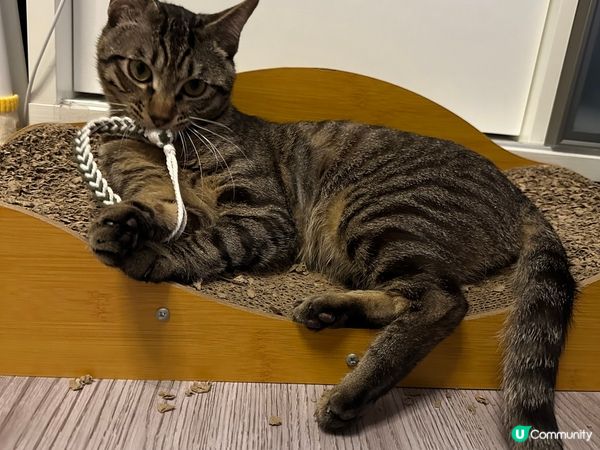 細佬bb天然呆很可愛，很喜歡繩繩. 喜歡匿左不同地方.