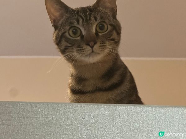 細佬bb天然呆很可愛，很喜歡繩繩. 喜歡匿左不同地方.