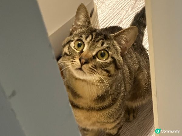 細佬bb天然呆很可愛，很喜歡繩繩. 喜歡匿左不同地方.