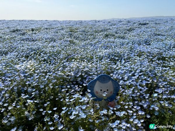 呢到係大阪舞洲海濱公園，約100萬株小巧玲瓏的粉蝶花沿著海濱...