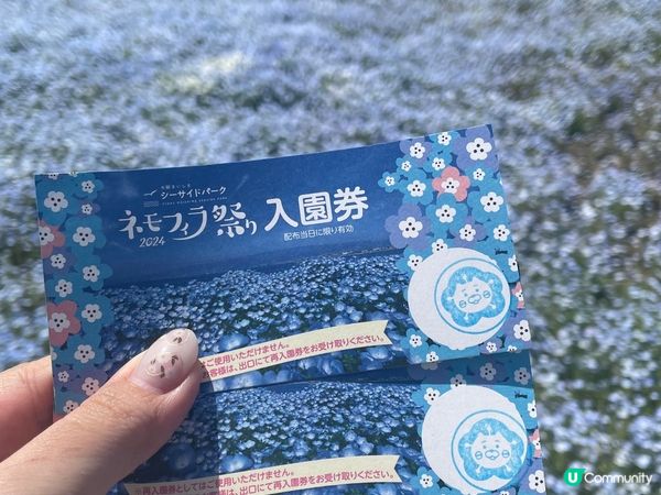 呢到係大阪舞洲海濱公園，約100萬株小巧玲瓏的粉蝶花沿著海濱...