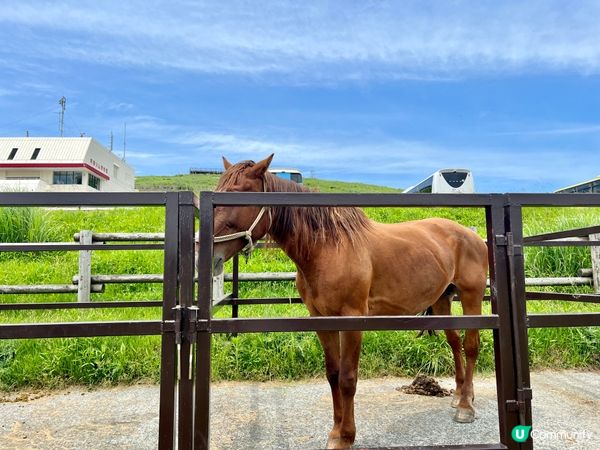 熊本必去！阿蘇山⛰️草原治癒之旅