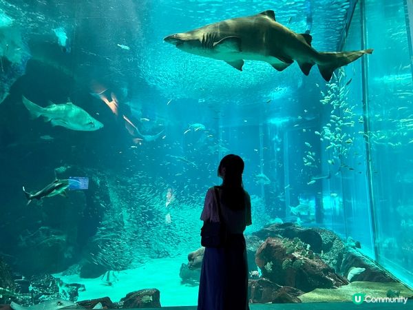 福岡水族館🐠 親子遊好去處！