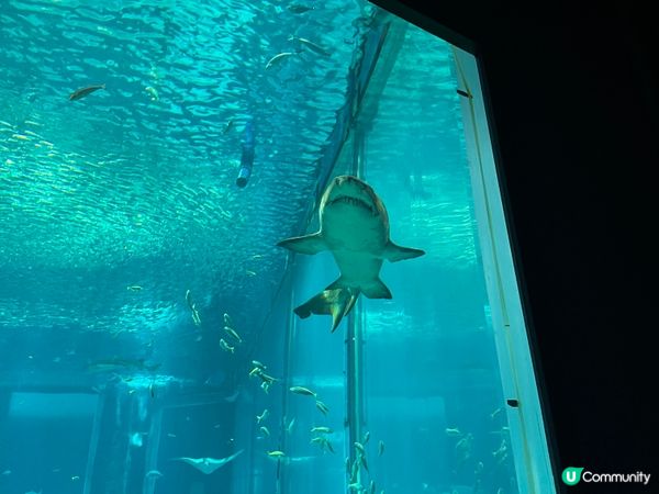 福岡水族館🐠 親子遊好去處！
