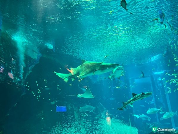 福岡水族館🐠 親子遊好去處！