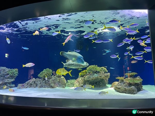 福岡水族館🐠 親子遊好去處！