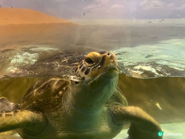 福岡水族館🐠 親子遊好去處！