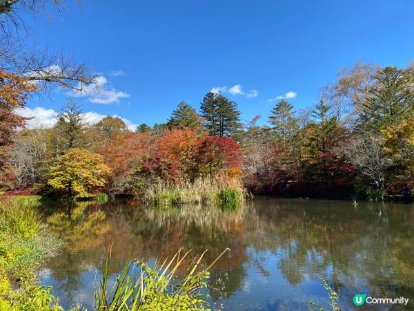 輕井澤紅葉之旅😍夢幻的雲場池🍁