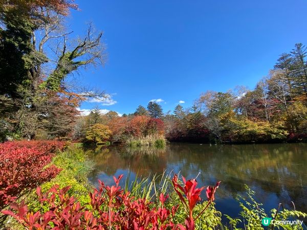 輕井澤紅葉之旅😍夢幻的雲場池🍁