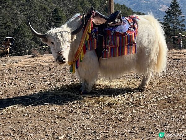 雲南玉龍雪山之旅❄️🏔️