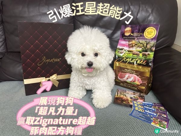 【汪星彈跳挑戰！滋滋Ready？🐶】