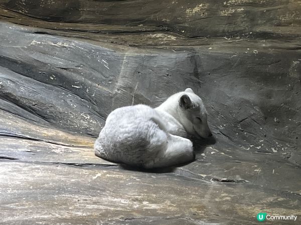 到久違的海洋公園一日遊！