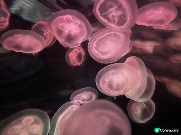 到久違的海洋公園一日遊！