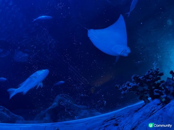 到久違的海洋公園一日遊！