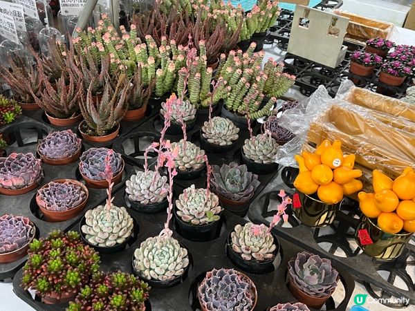 維園年宵花市
