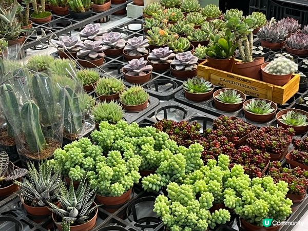 維園年宵花市