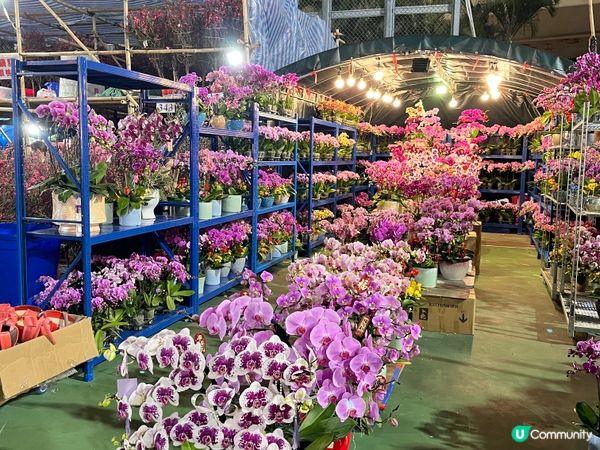 維園年宵花市
