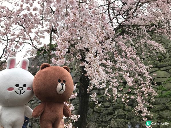 與小可愛們賞櫻🐰🐻 🌸