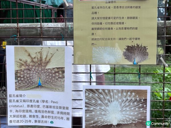 香港/上水隱世復古茶座推介🐾