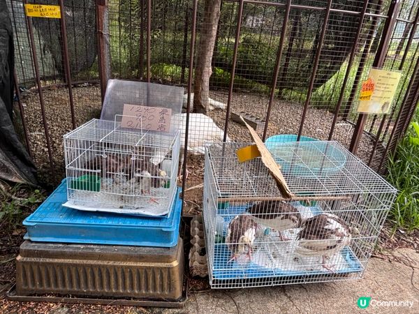 香港/上水隱世復古茶座推介🐾