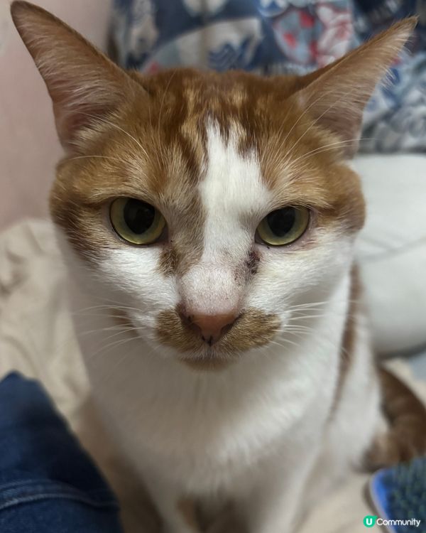 超級想去寵物節