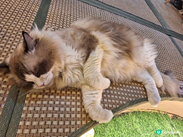 你睇我瞓得幾開心