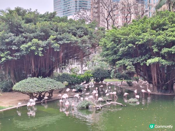 喺中佐敦穿過去尖沙咀