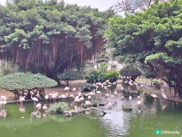 喺中佐敦穿過去尖沙咀