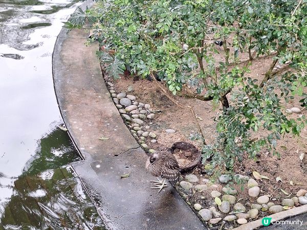 喺中佐敦穿過去尖沙咀