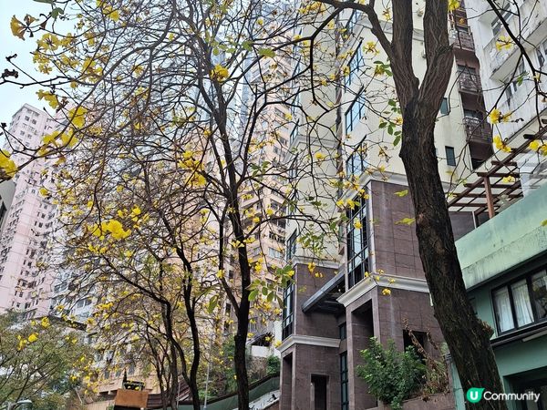 一字排開的黃花風鈴木